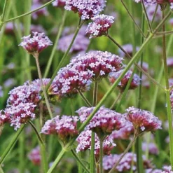 Verveine de Buenos Aires - Le pot de 9 x 9 cm
