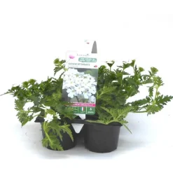Verveine retombante blanche - Le pack de 6 plants