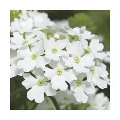 Verveine retombante blanche - Le pack de 6 plants