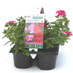 Verveine retombante rouge - Le pack de 6 plants
