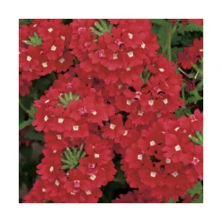 Verveine retombante rouge - Le pack de 6 plants