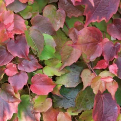 Vigne vierge VEITCHII ROBUSTA GREFFE. Le pot de 1,3 litres