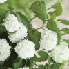 Viorne Boule de neige Roseum blanc. Le pot de 7 litres