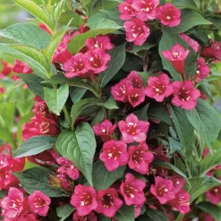 Weigela Bristol Ruby rouge. Le pot de 3 litres
