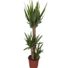 Yucca 3 pieds