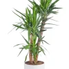 Yucca 3 pieds vert en pot blanc émaillé botanic®. Le pot Ø 30 cm