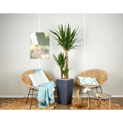 Yucca 3 tiges et son pot Cubico color Ø 30 gris