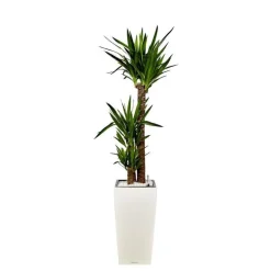 Yucca 3 tiges et son pot Cubico premium Ø 30 blanc