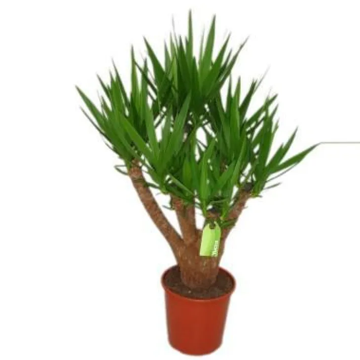 Yucca pot Ø27xH110 cm