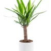 Yucca vert en pot blanc émaillé botanic®. Le pot Ø 18 cm