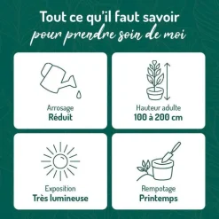 Yucca vert en pot blanc émaillé botanic®. Le pot Ø 18 cm