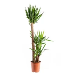 Yucca XL 3 pieds 90/60/30 pot Ø27xH140 cm