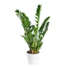 Zamioculcas botanic® pot 31 cm de diamètre