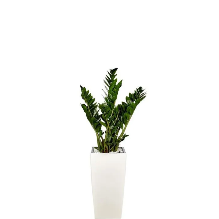 Zamioculcas et son pot Cubico premium Ø 30 blanc
