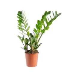 Zamioculcas H 70/90 cm en pot Ø 17 cm
