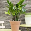 Zamioculcas pot Ø24 cm