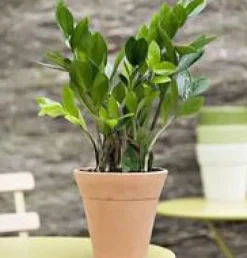 Zamioculcas pot Ø24 cm