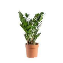 Zamioculcas pot Ø14xH60/70 cm