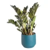 Zamioculcas Raven avec son cache-pot bleu en céramique Ø 17 cm