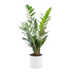 Zamioculcas vert en pot blanc émaillé botanic®. Le pot Ø 15 cm