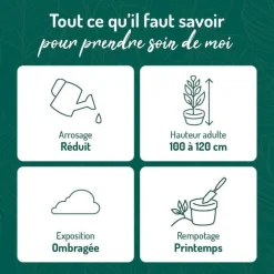 Zamioculcas vert en pot blanc émaillé botanic®. Le pot Ø 15 cm